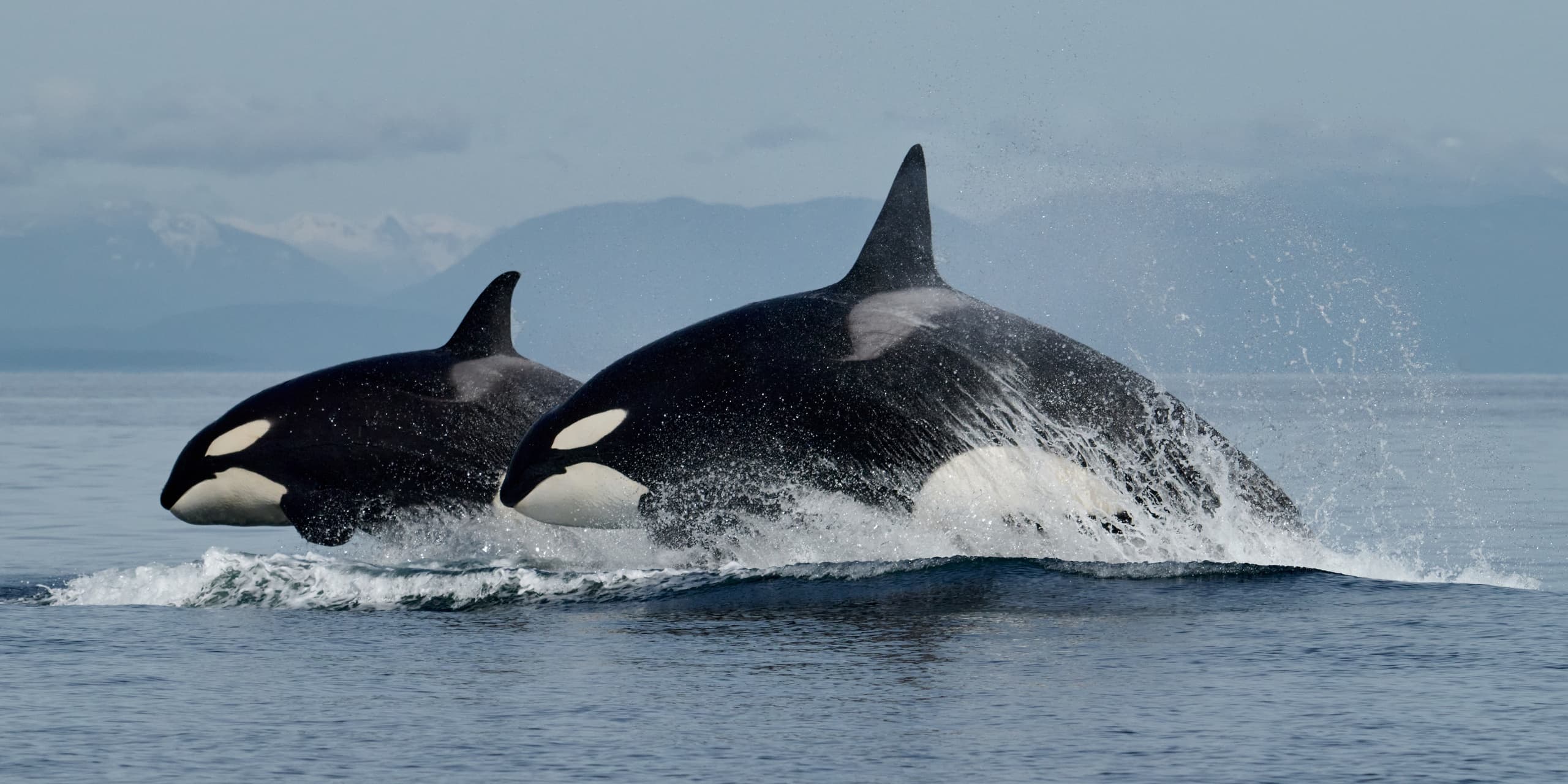 Chasing the Spawn: Pacific Herring Photography Tour from Comox