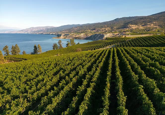 Vineyard rows leading to a lakeshore for scenic wine tours