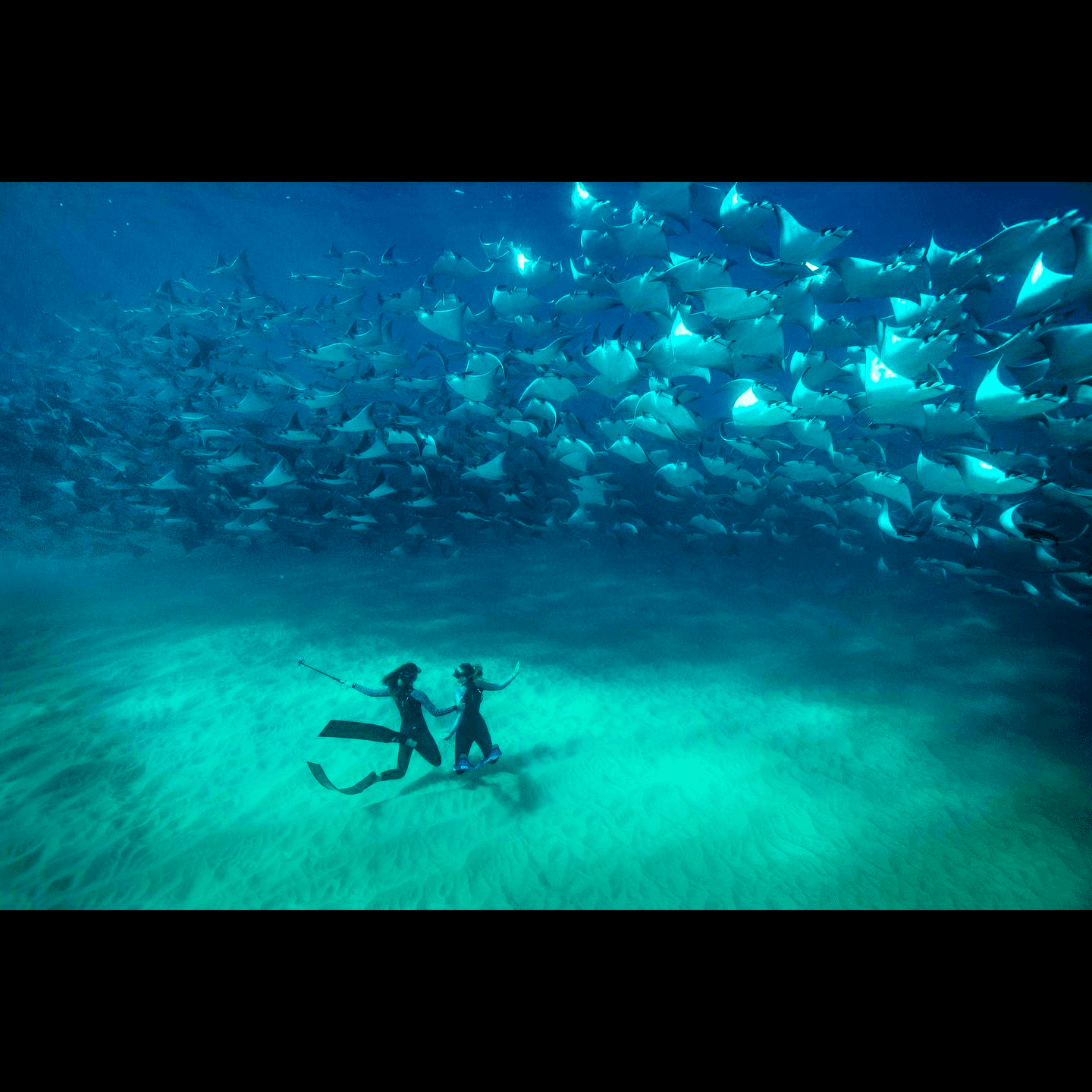 Dive into Cabo San Lucas: Open Ocean Snorkeling with Mobula Rays, Dolphins & Turtles