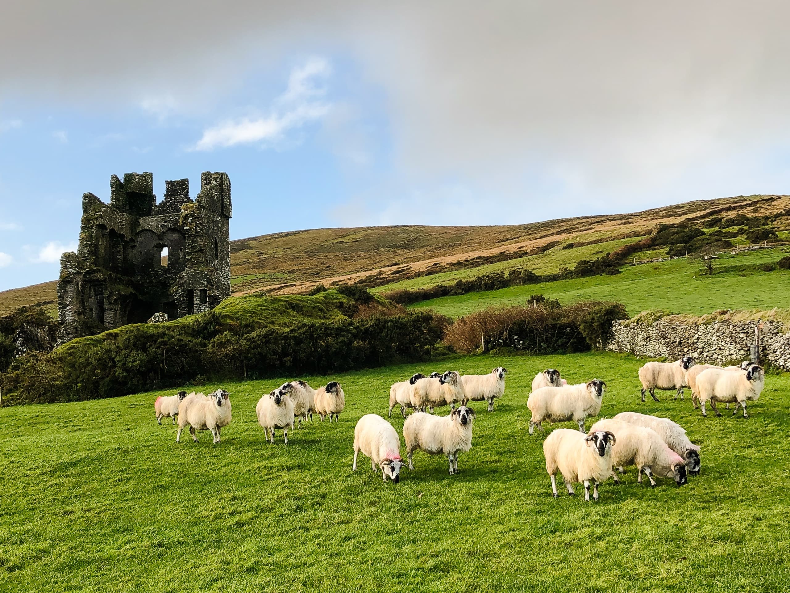 Wildlife & Landscape Photography with Dingle Darkroom