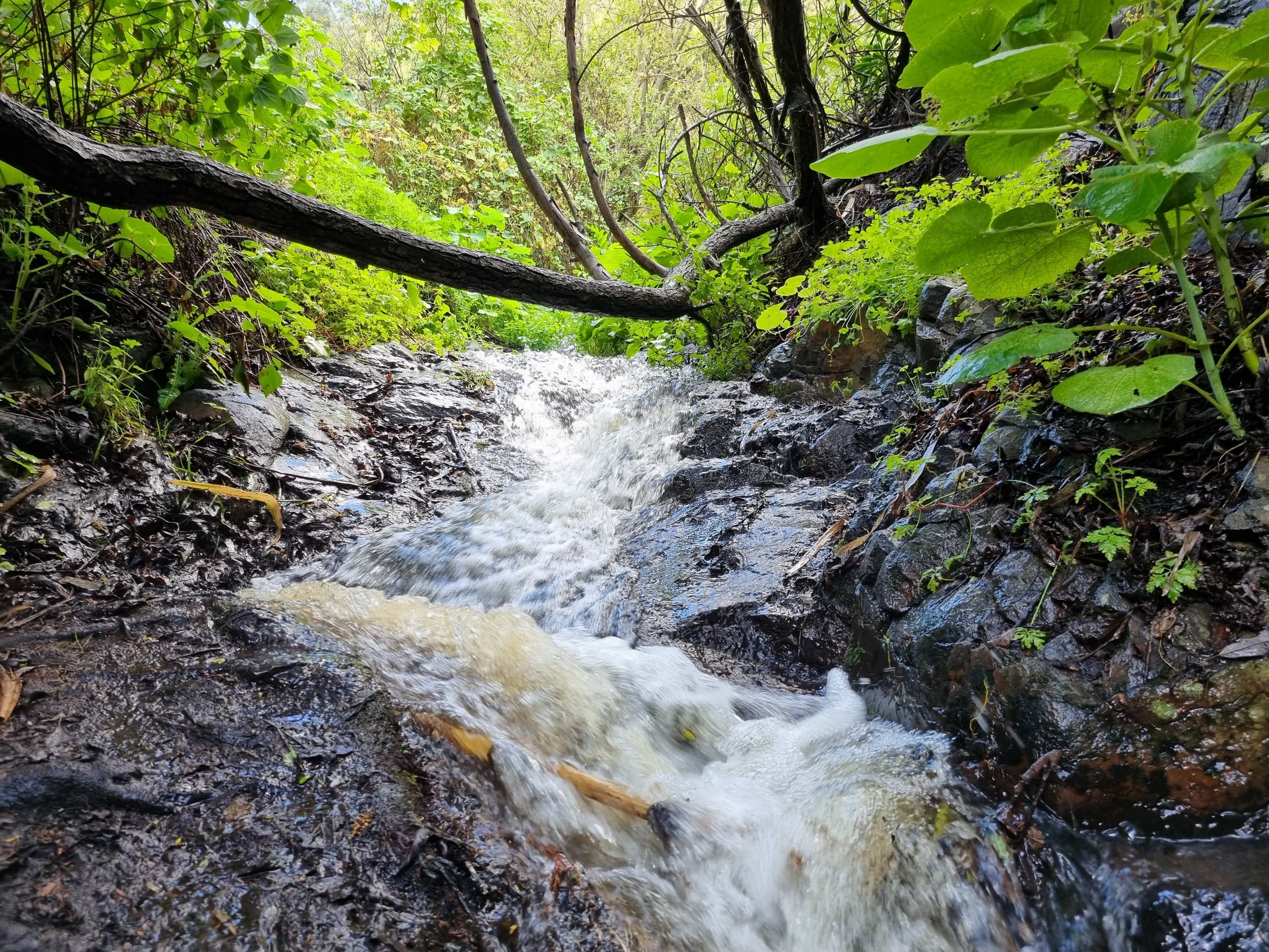 Forest stream cascading over rocks in lush green ravine, waterfall hike