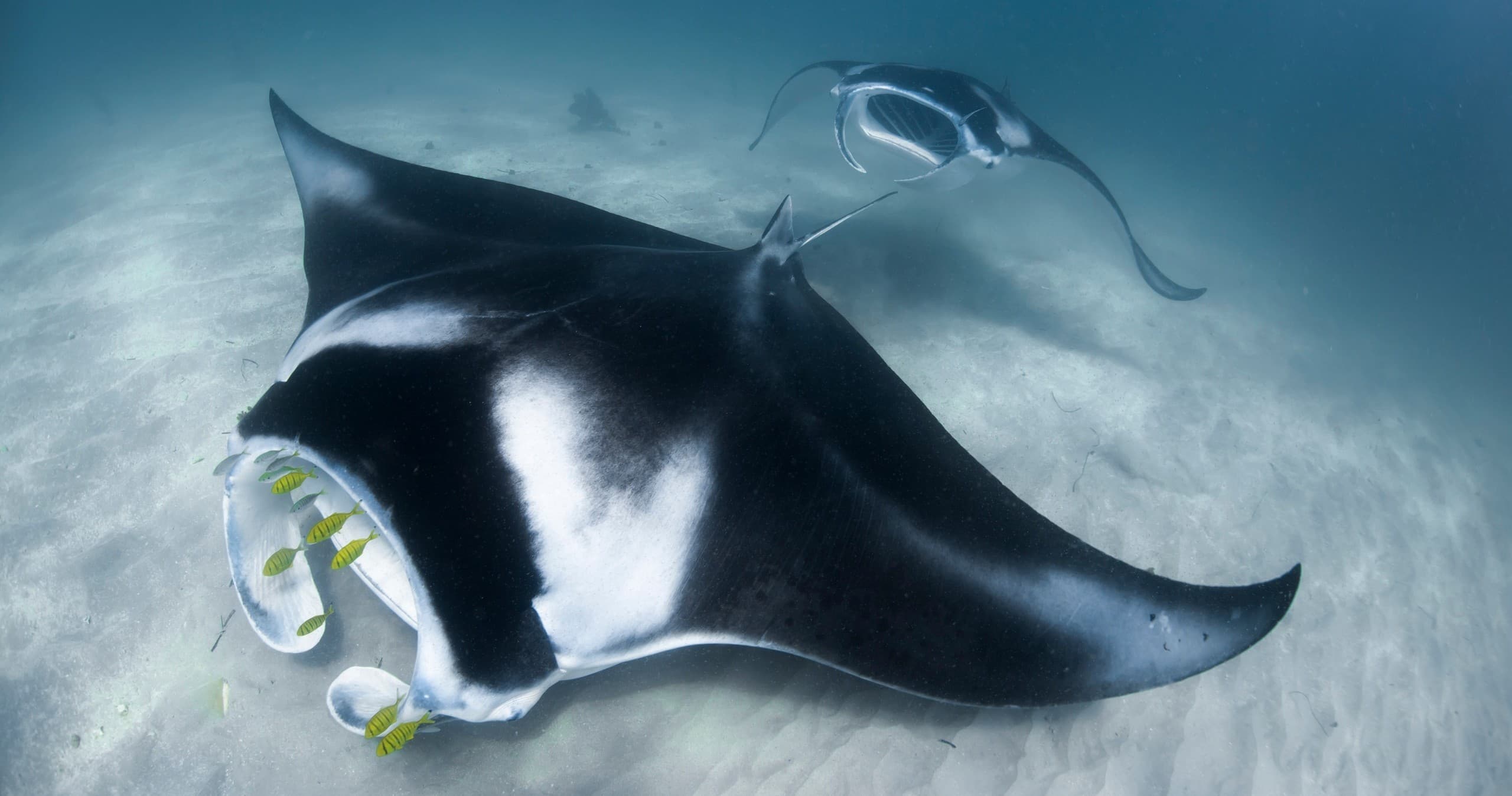 Ningaloo Reef Dive: Full-Day Manta Ray & Reef Adventure