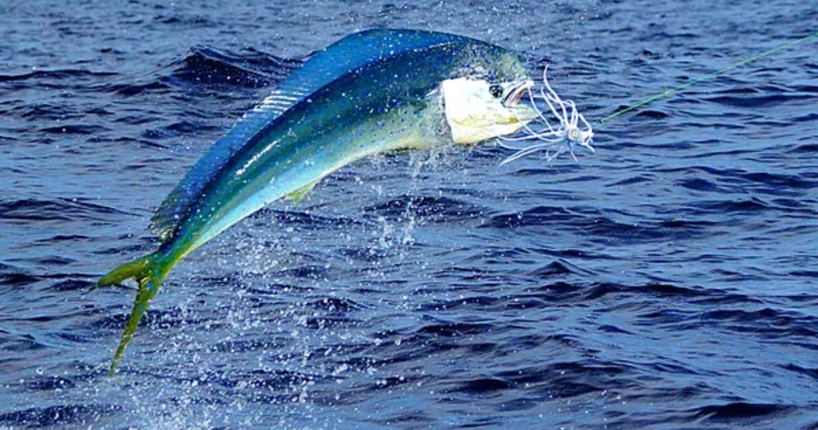 Mahi-mahi jumping from open ocean during sportfishing off Kauai