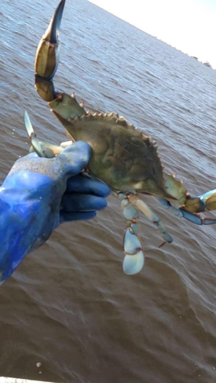 Crabbing Adventure with OBX Crabbing Charters in Outer Banks