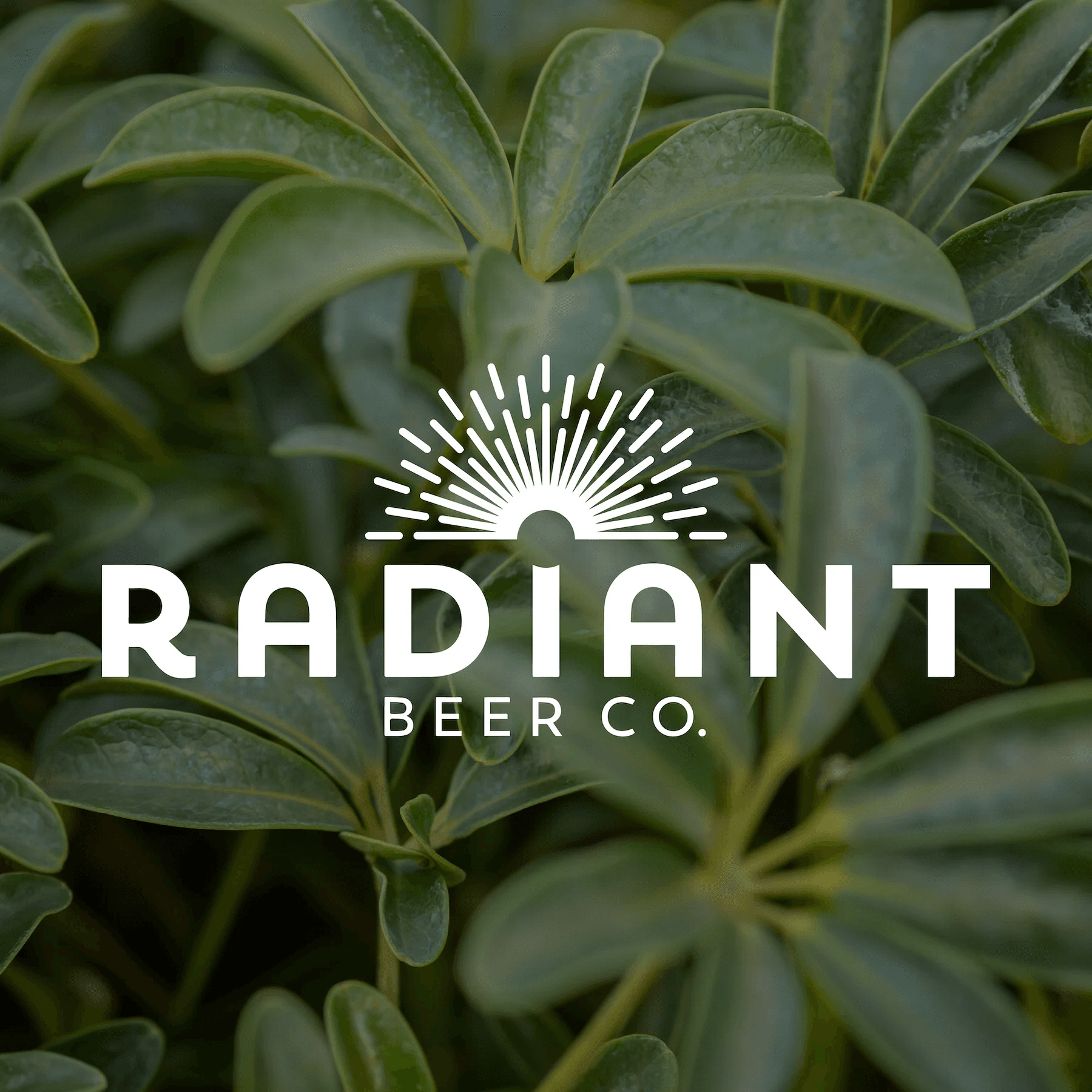 Bonsai Bar at Radiant Beer Co. — Two-Hour Bonsai Workshop in Anaheim