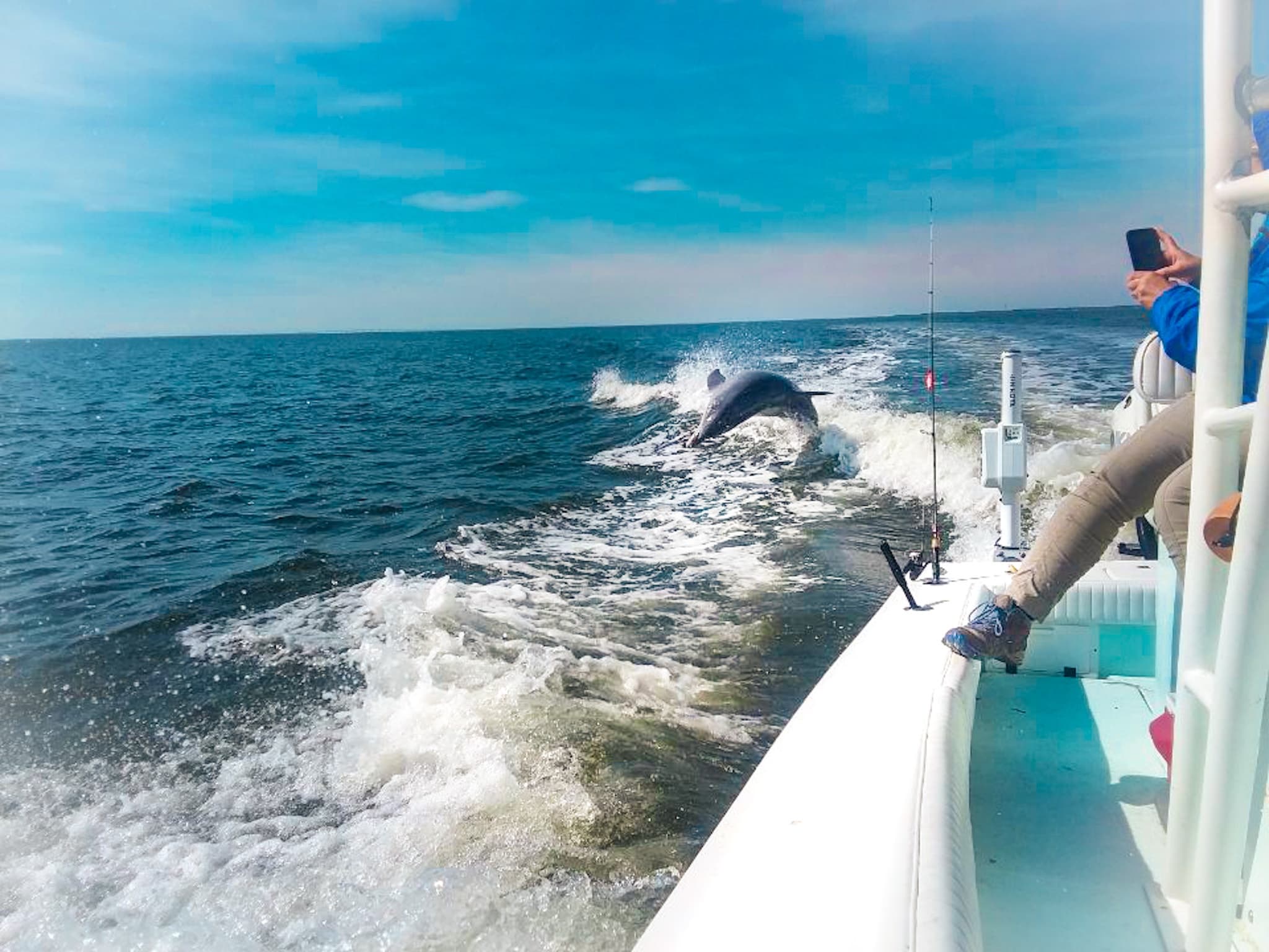 Dolphin leaping beside charter boat in open coastal waters