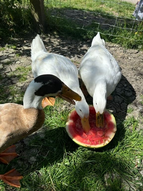 Ducks feeding on watermelon in grassy farm enclosure outdoors