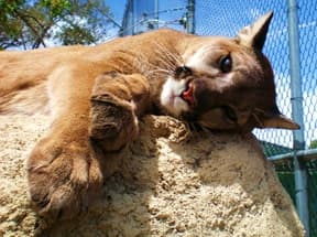 Private Behind the Scenes Tour at Heritage Park Zoo