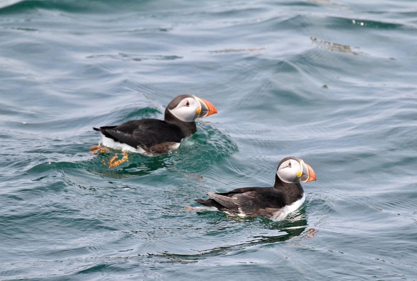 Puffin and Lighthouse Cruise in Bar Harbor, Maine