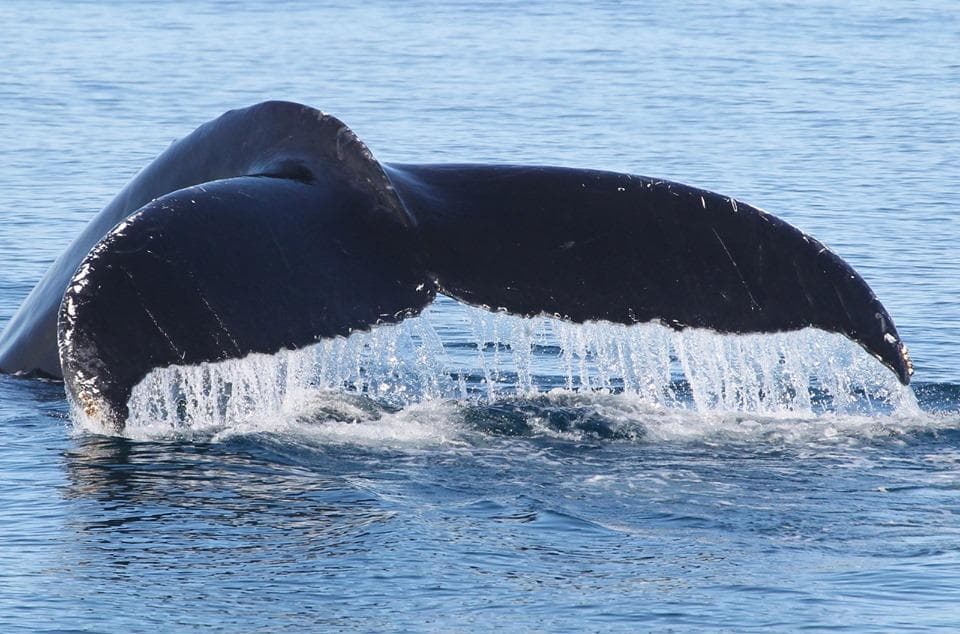 Humpback whale tail diving off Bar Harbor coast in Maine