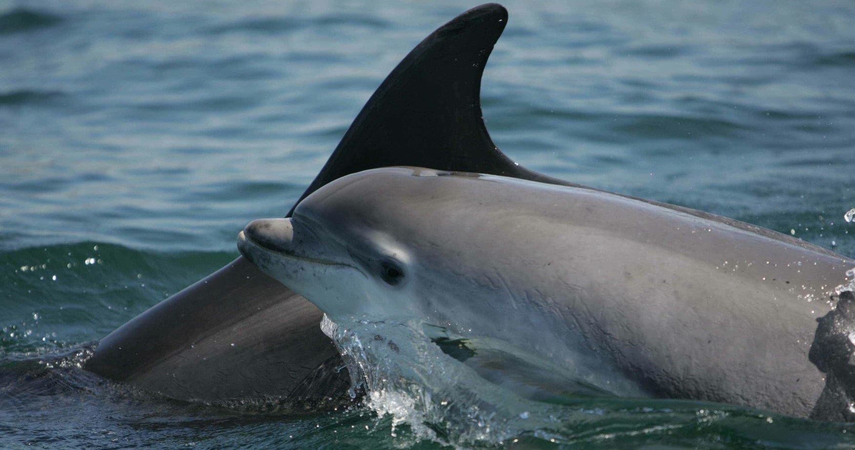 Dolphins & Nature Boat Trip by Dolphinwatch in Carrigaholt