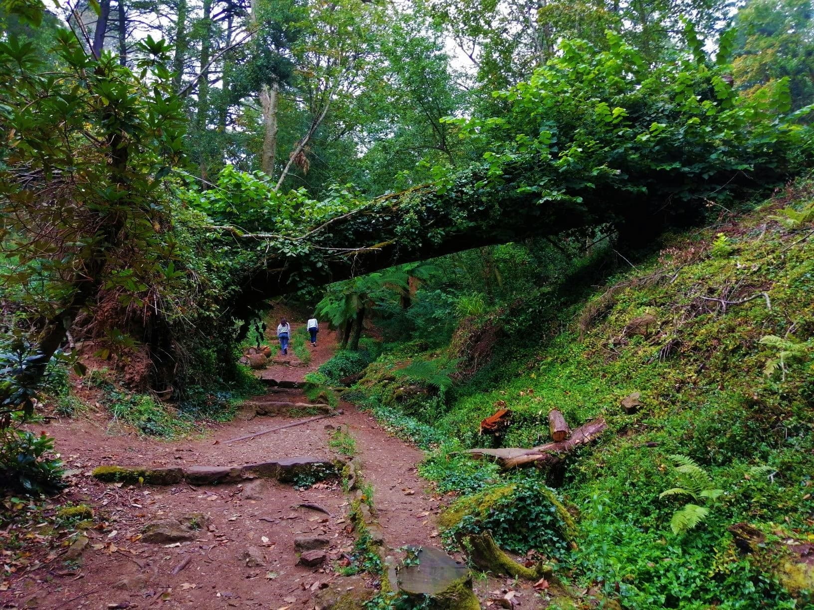 Bussaco Forest Walking Experience by Viaje Portugal in Coimbra