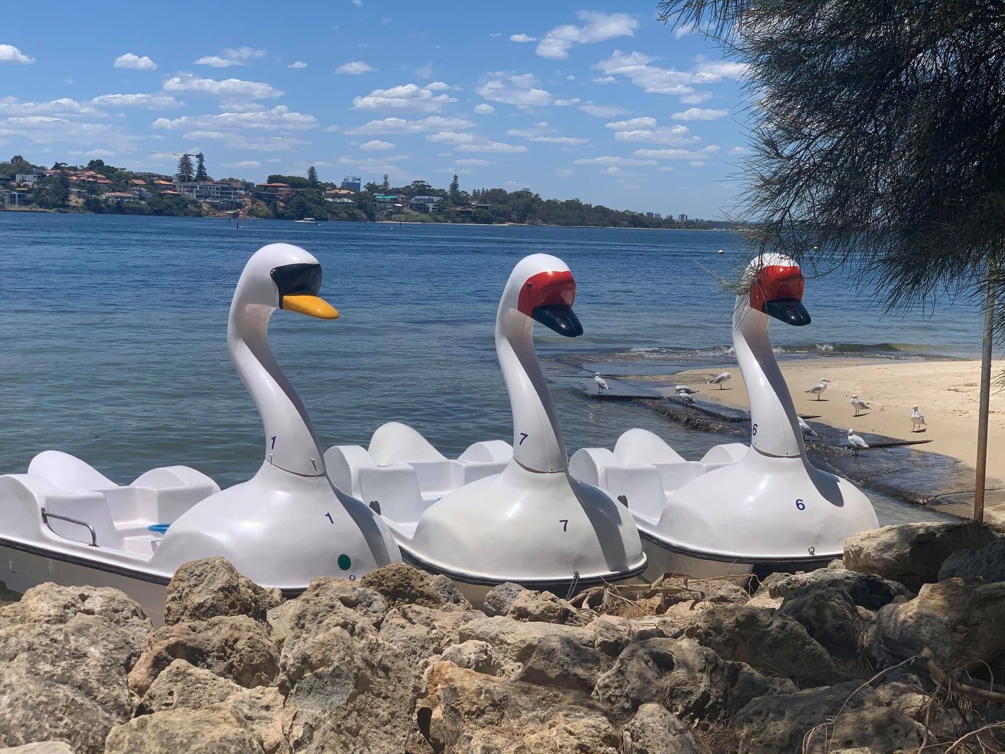 Swan pedalos lined on rocky shoreline with bay backdrop