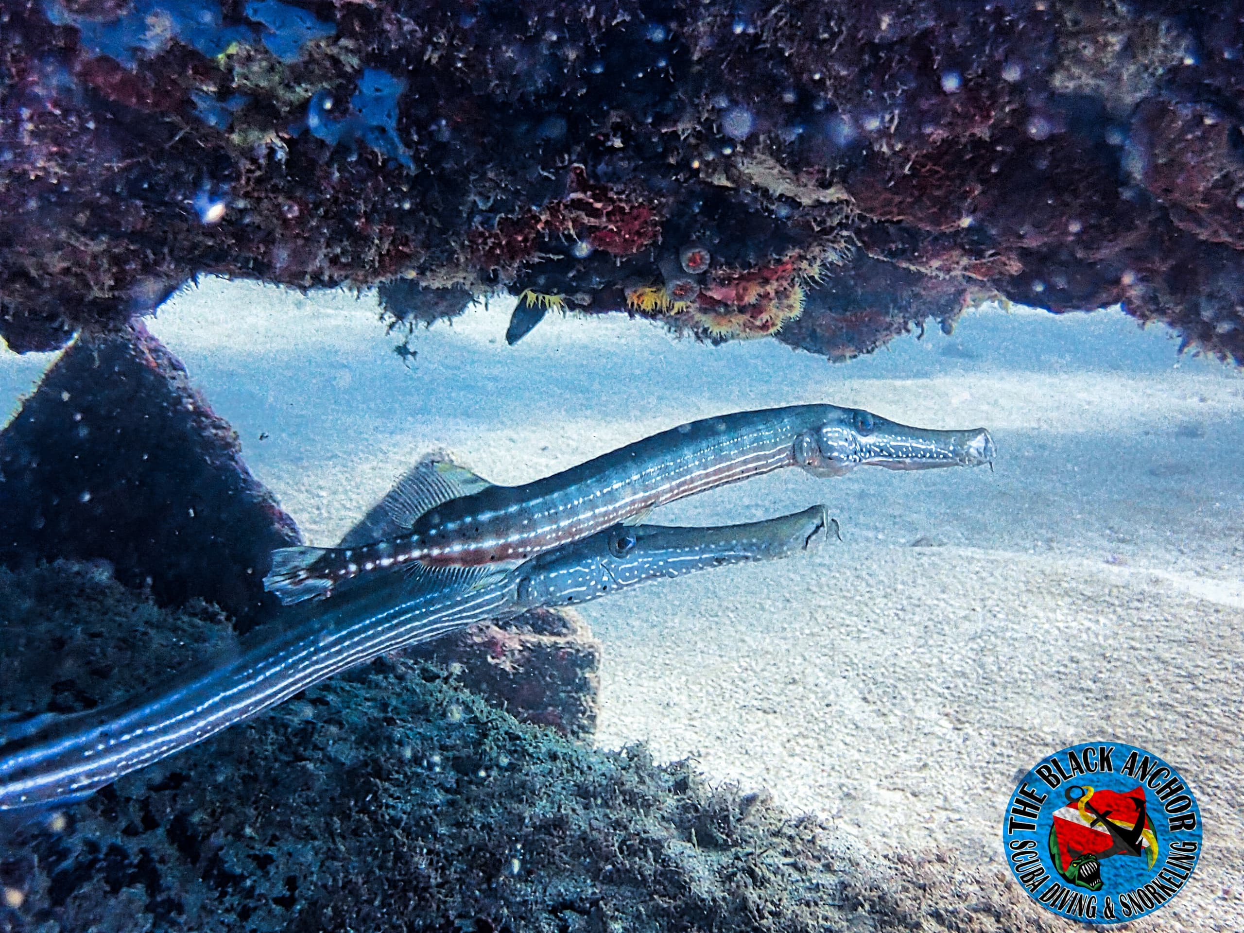 Scuba Diving & Snorkeling at The Black Anchor: Extra Underwater Adventure