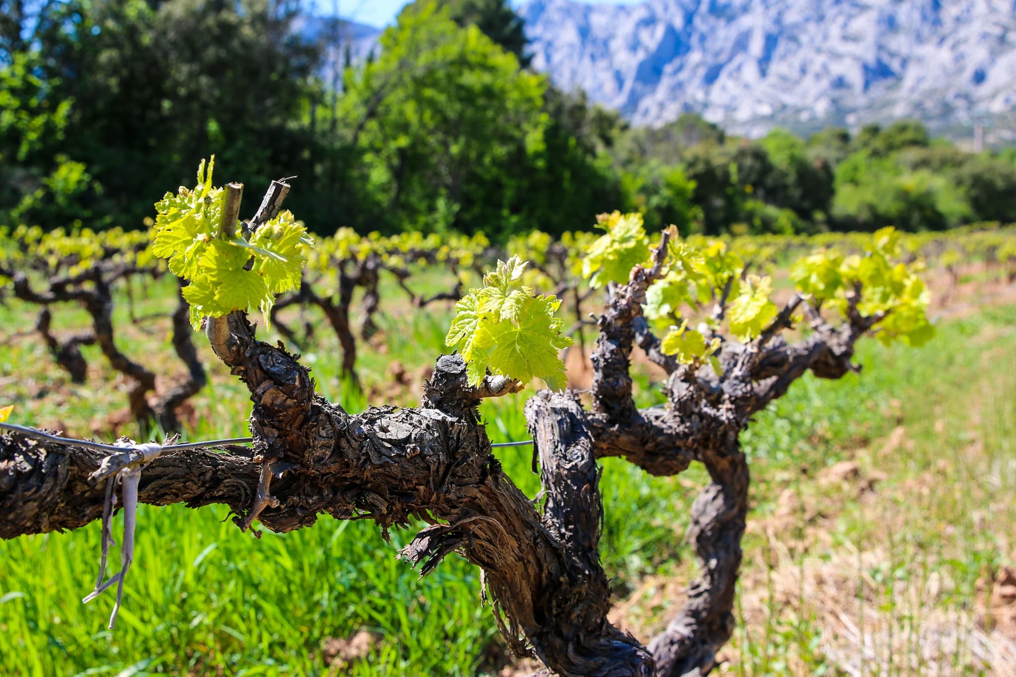 Land Adventures & Wine Tasting at Château de Beaupré in Provence