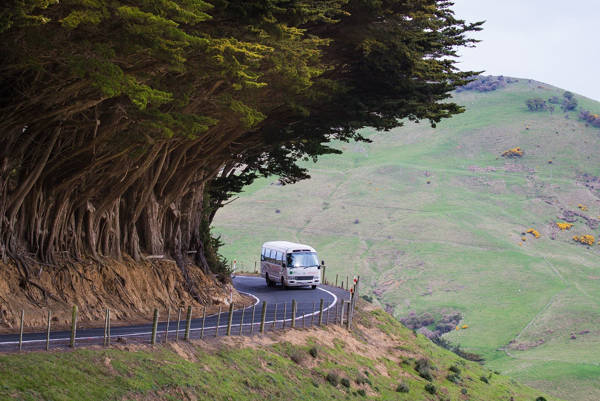 Scenic coastal road drive with campervan under windswept trees, Otago