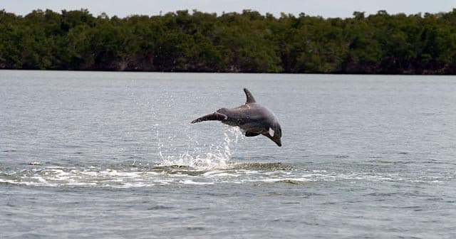 Dolphin in Marco Island, Florida