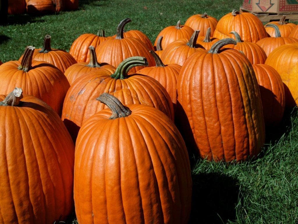 Fall Farm Fun at Round The Bend Farm in Kettleby