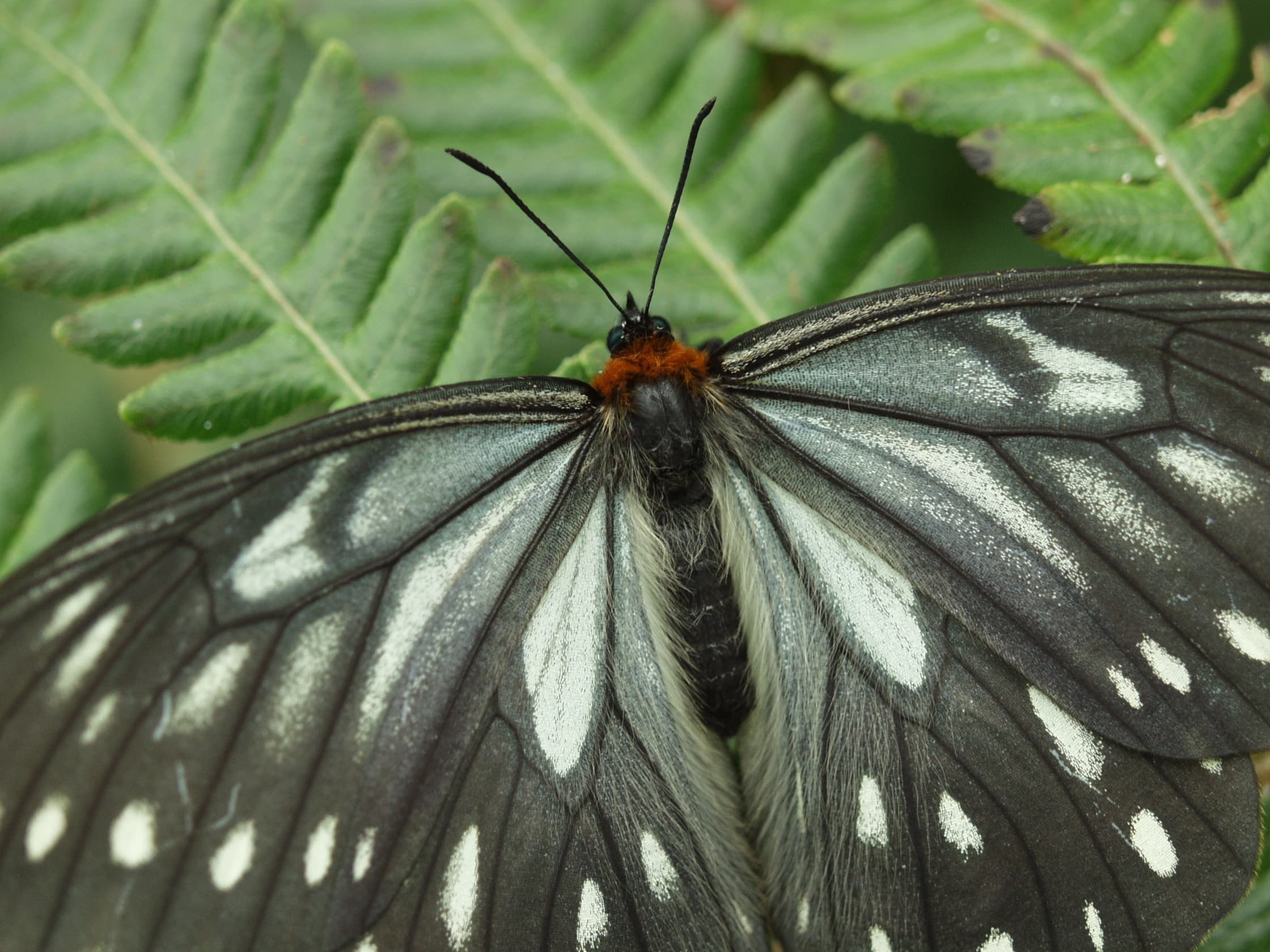 Wildlife & Nature – Butterfly Blizzard at Reiman Gardens