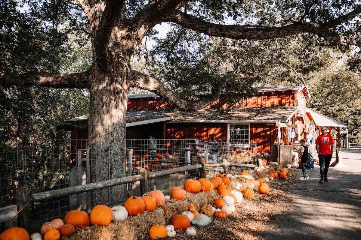 Shepherd’s Pumpkin Fest: Fall Fun in Branson, Missouri