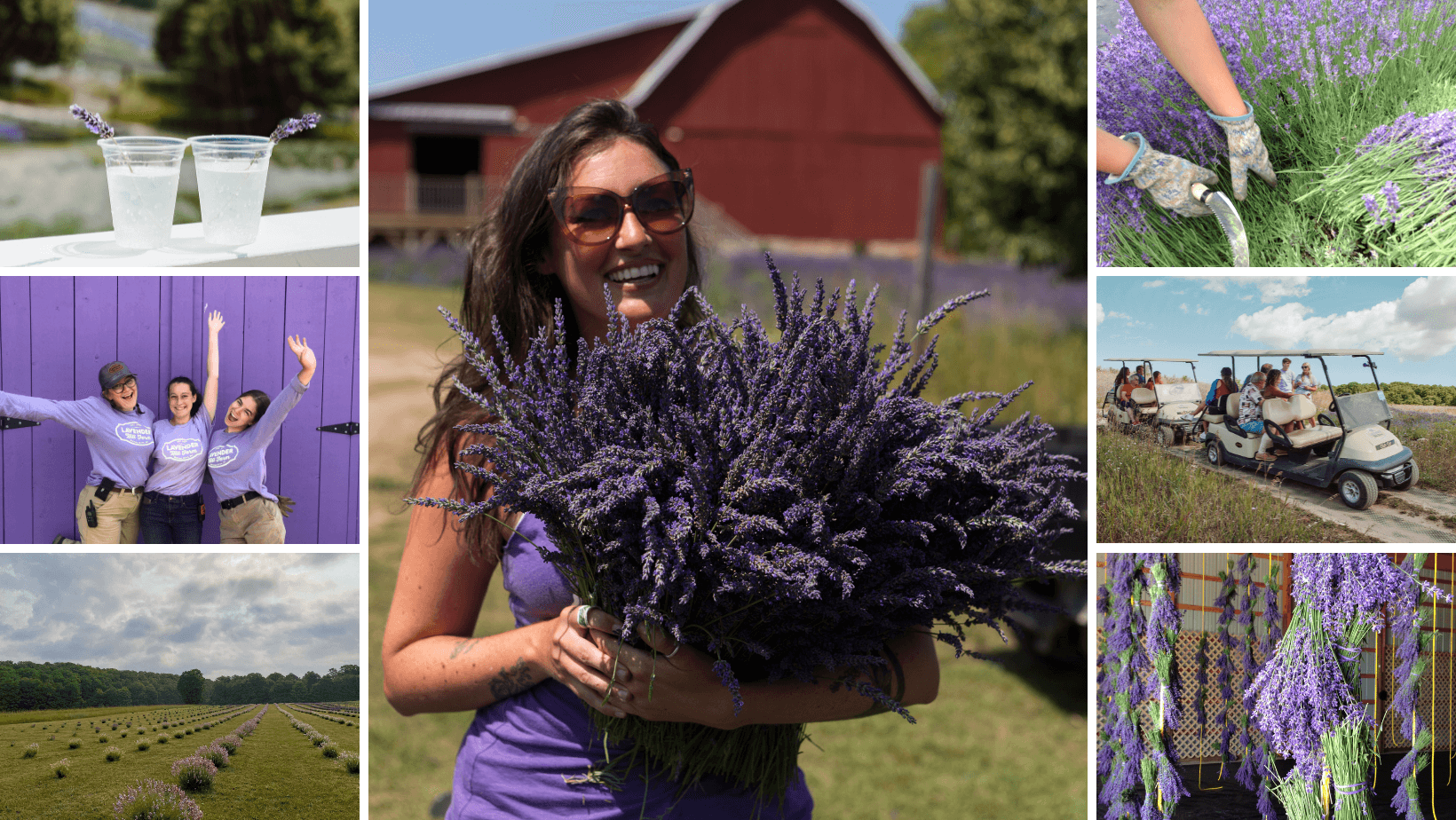 Lavender Harvesting Boot Camp in Boyne City, Michigan