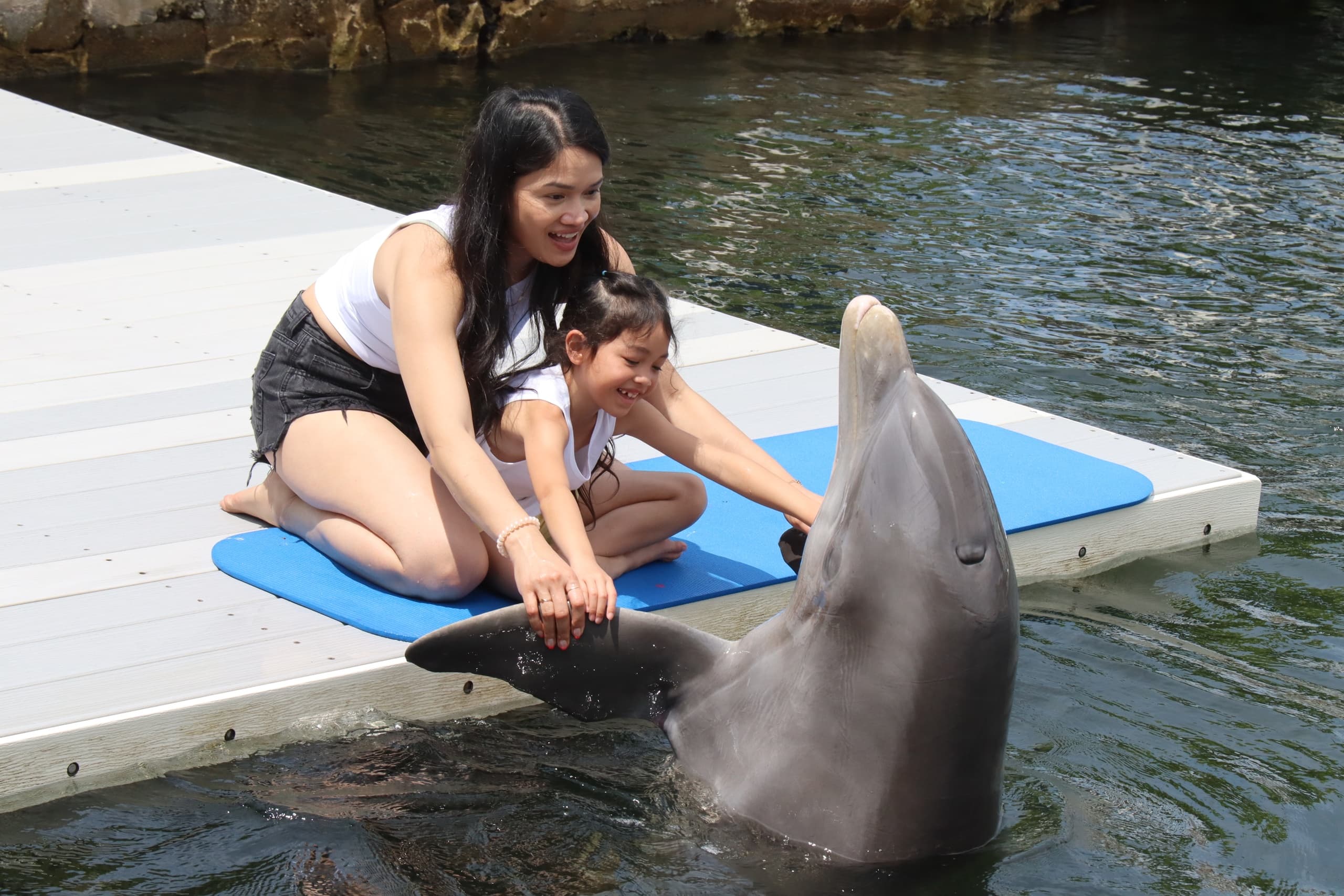 Discover Dolphins Dockside: Key Largo’s Unique Encounter