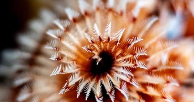 Join Coralpalooza: Key Largo Reef Restoration Dives with Silent World Diver Center Boat