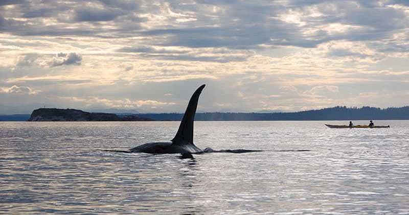 Orca dorsal fin near kayakers at sunset in open sea