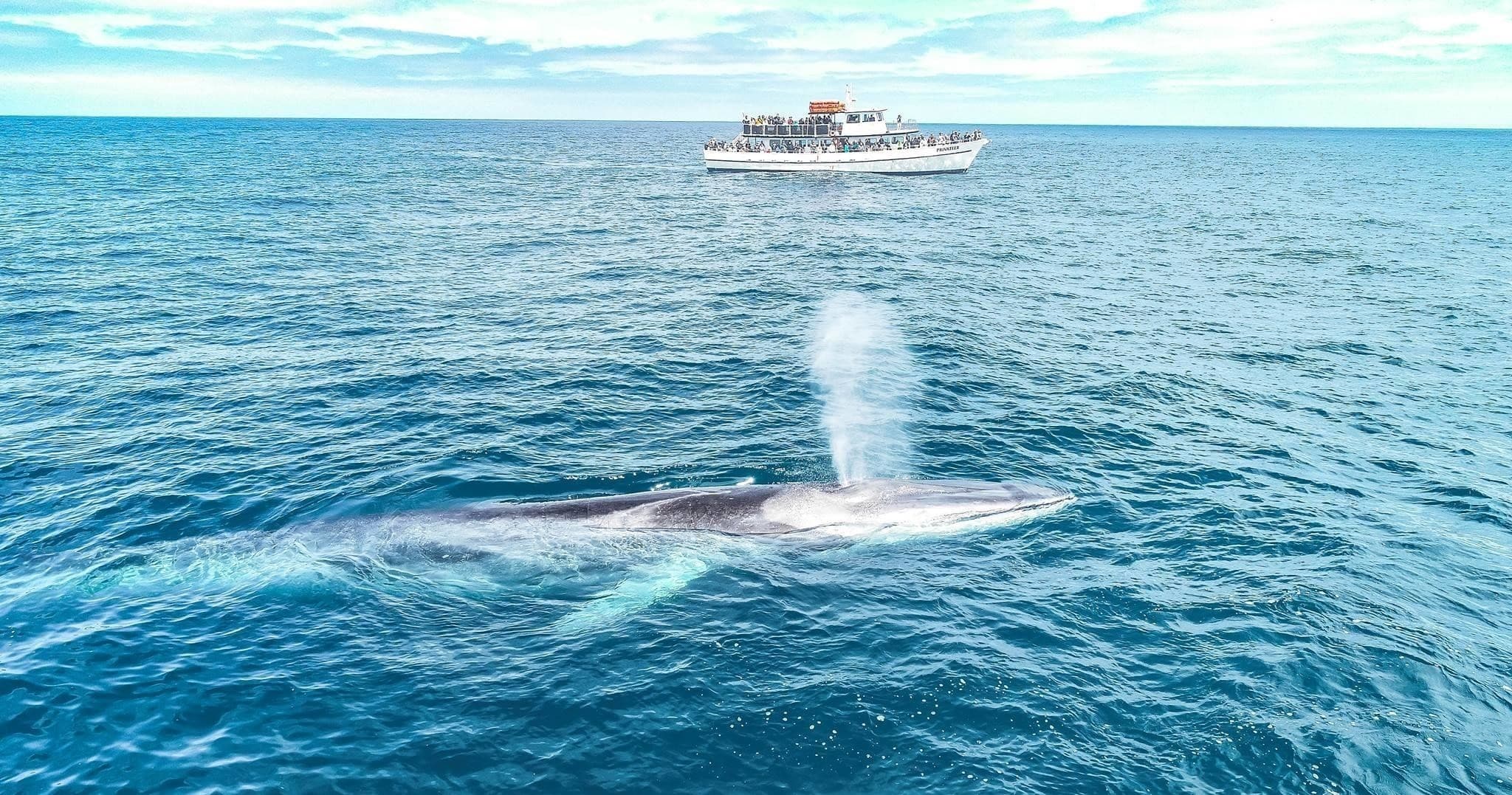 San Diego Whale Watch team