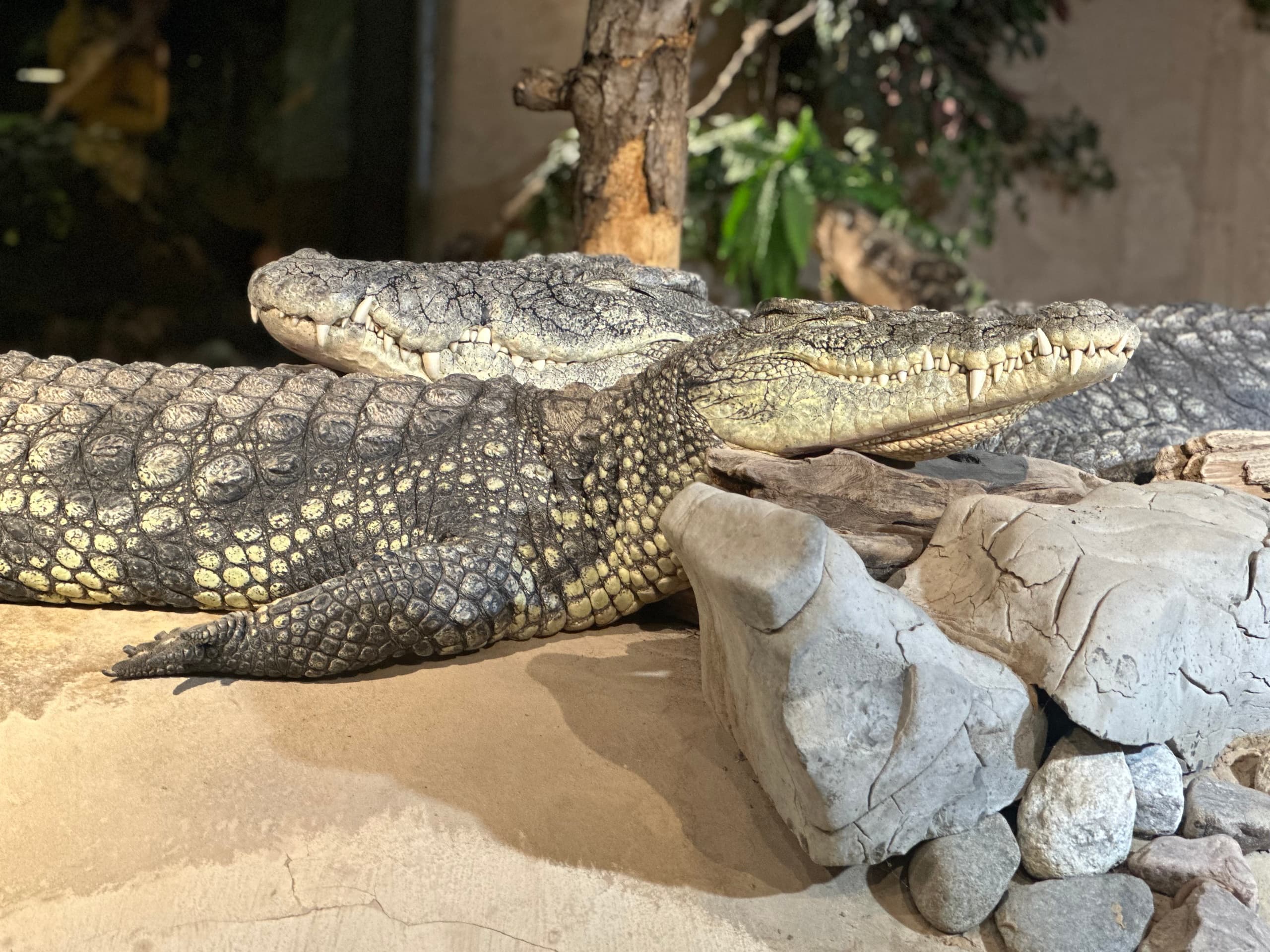 Crocodile resting on rocks in indoor exhibit at Reptilia