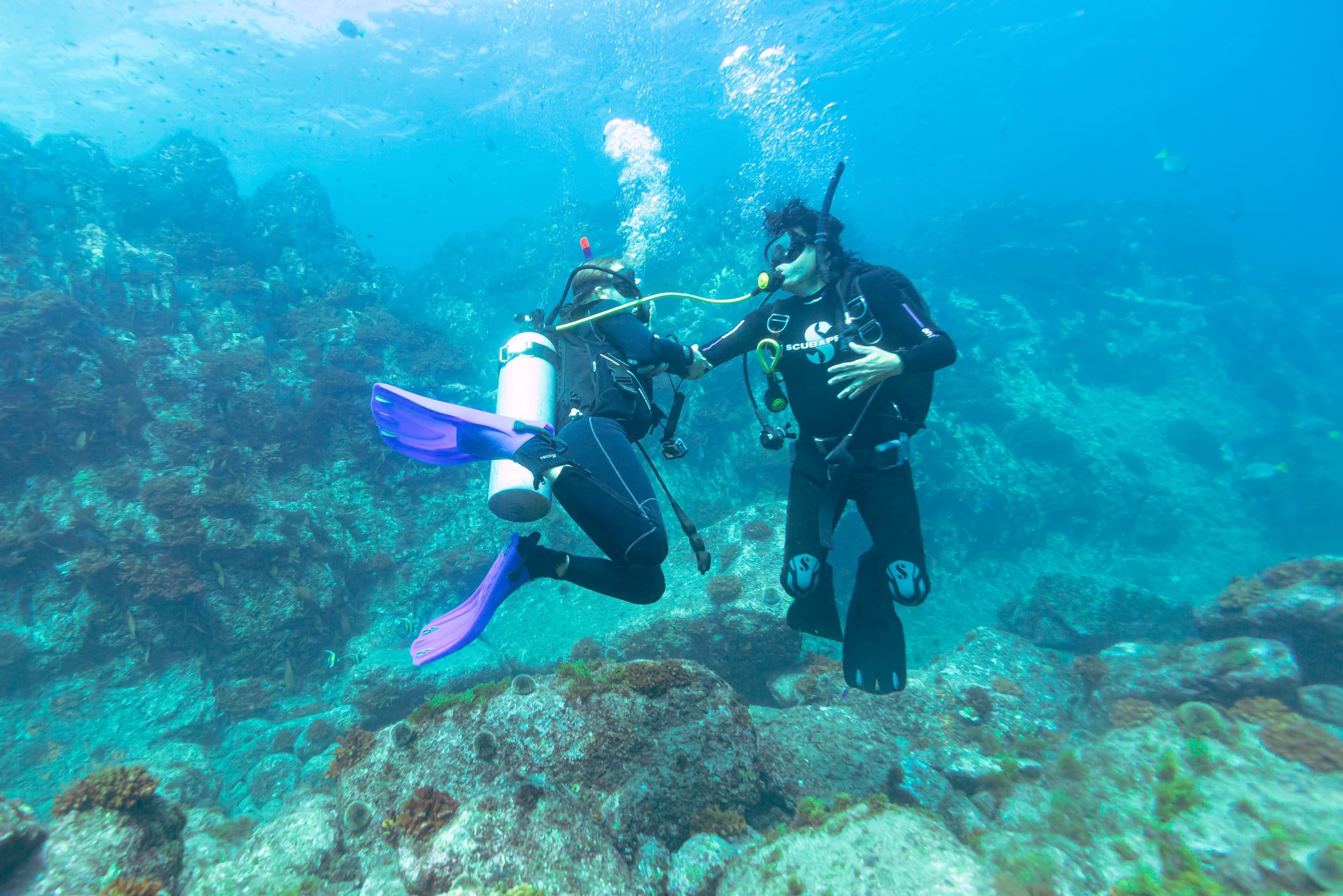Become a PADI Divemaster in Cabo San Lucas: 3-Week Internship with Nautilus Dive Tech photo 2