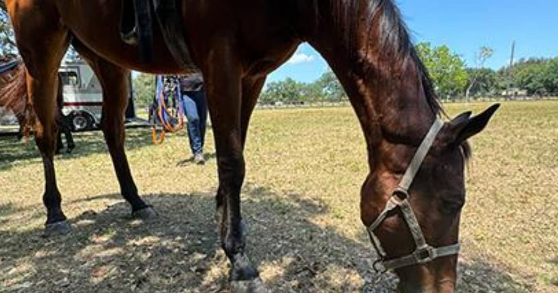 Saddled horse grazing in sunny pasture during outdoor riding