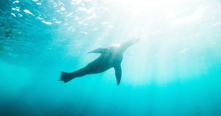 Sea lion gliding under turquoise sunlight in open ocean