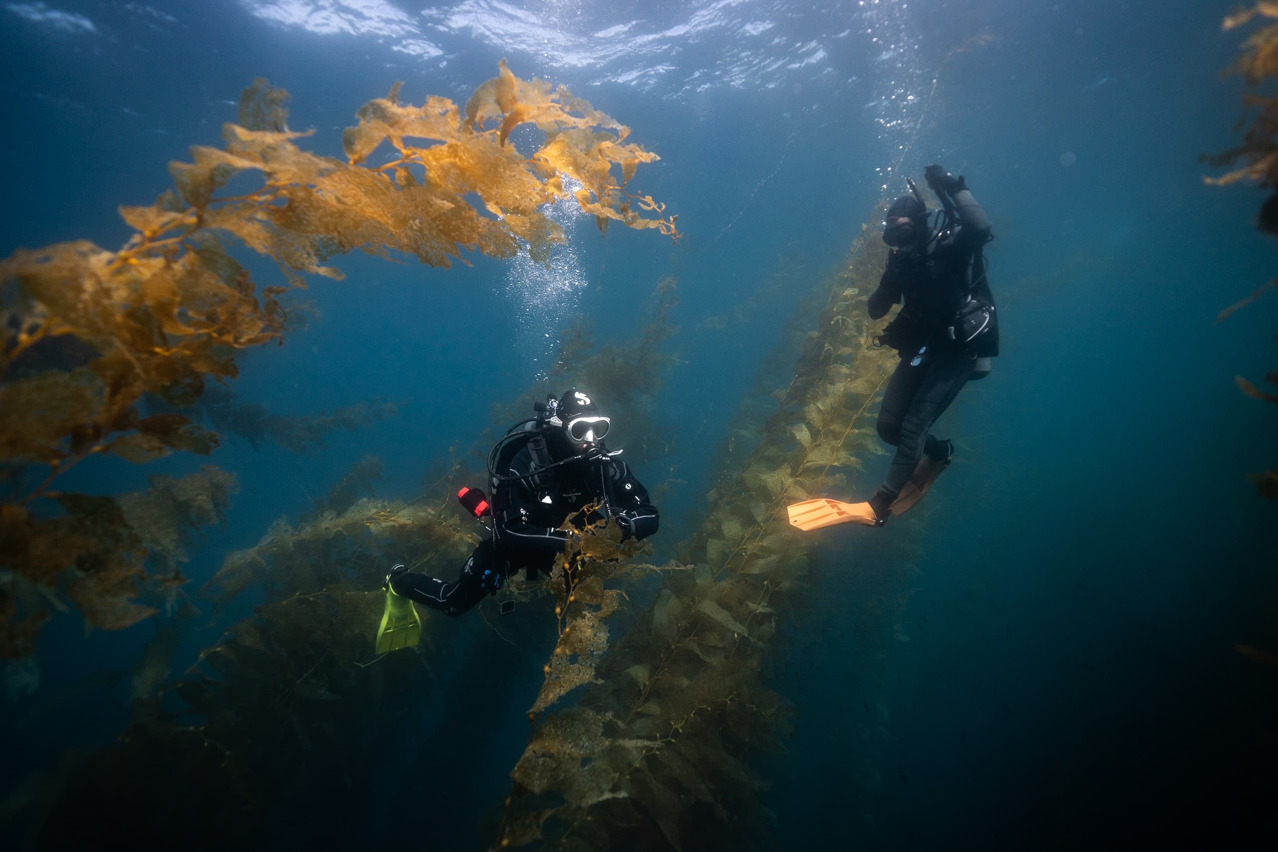 San Diego Kelp Forest SCUBA with Odyssea Adventures