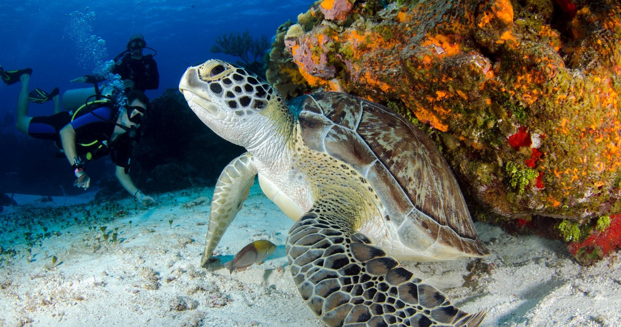 Scuba in Cudjoe Key, Florida