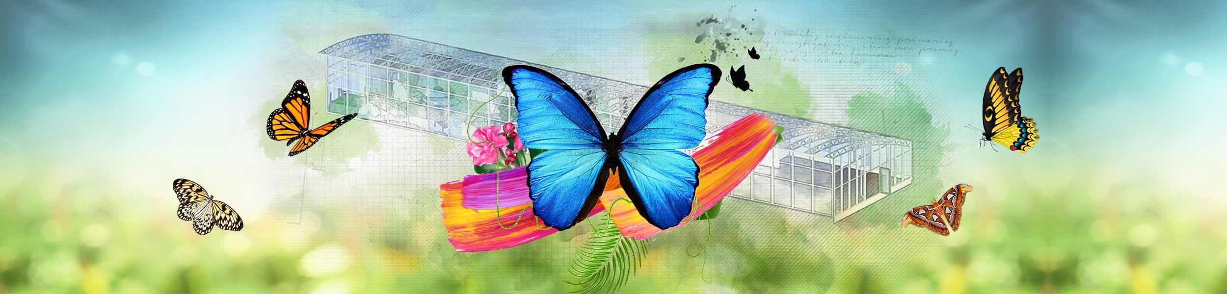 Butterfly Encounter at Dumba Park - Nature's Winged Spectacle