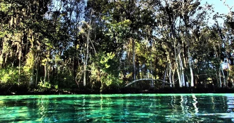 Rainbow River Drift Dive in Crystal River, Florida