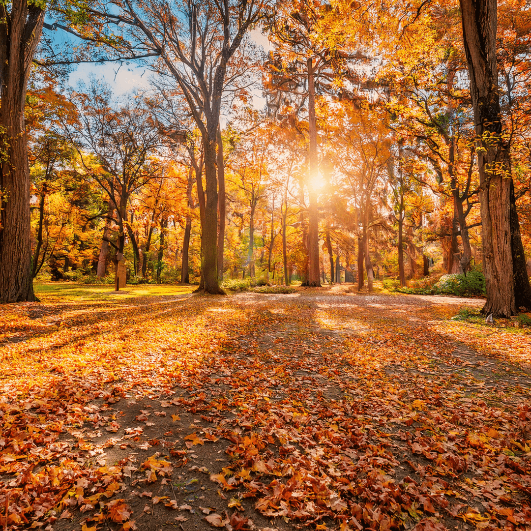 Autumn Treasures in the New Forest: Guided Walks, Folklore & Fungi photo 1