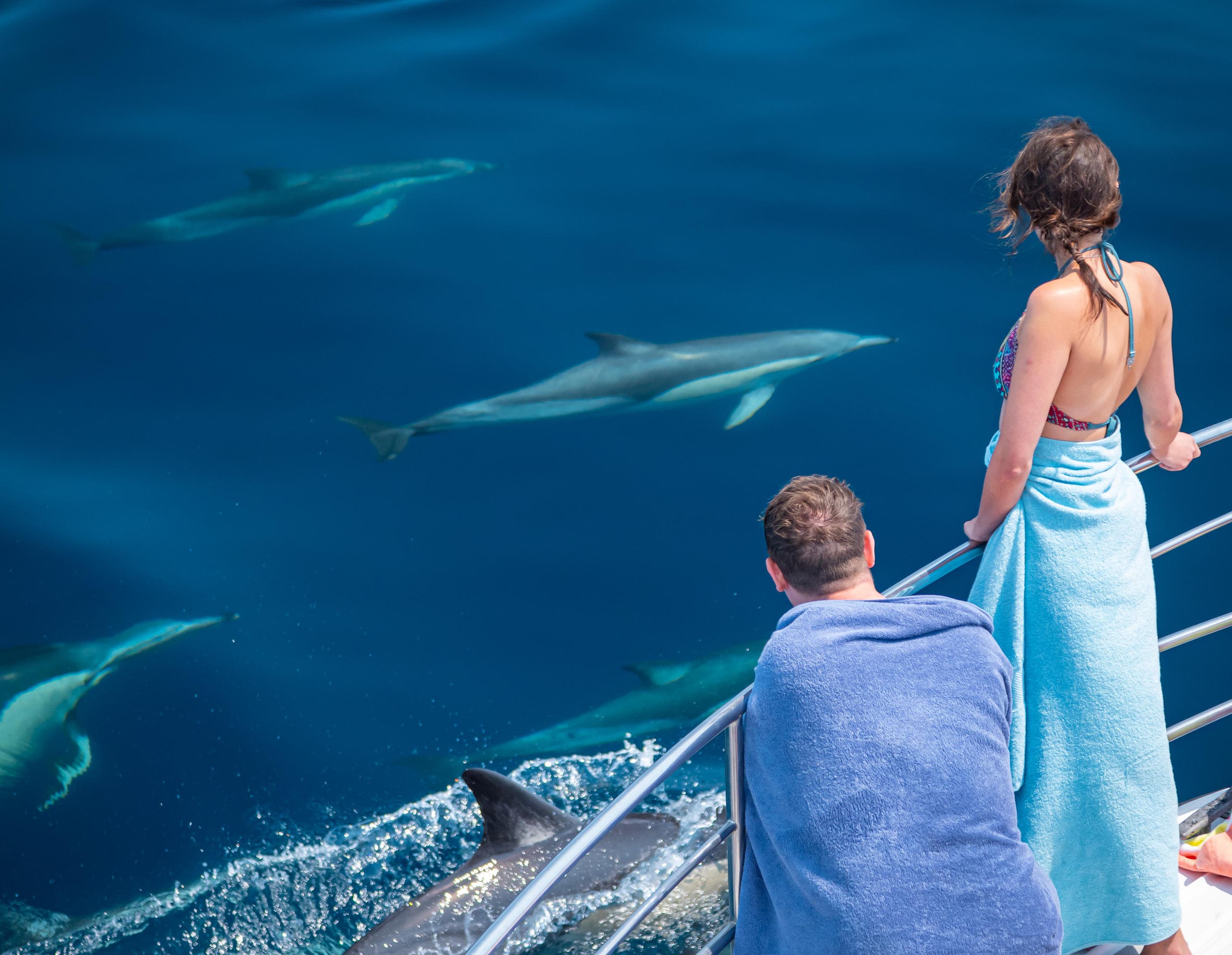 Wild Dolphin Encounter with Dolphin Seafaris in Tauranga