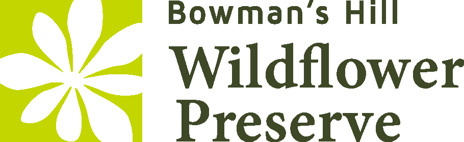 Flower to Tower Hike at Bowman's Hill Wildflower Preserve — Guided Spring Ephemeral & History Walk photo 4