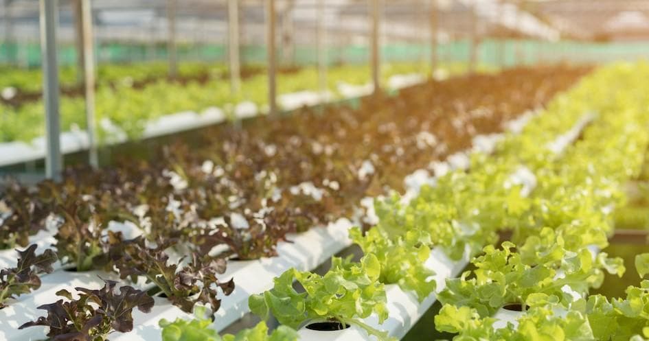 Agriculture & Eco-Tours at Hydroponic Farm in Torres Novas