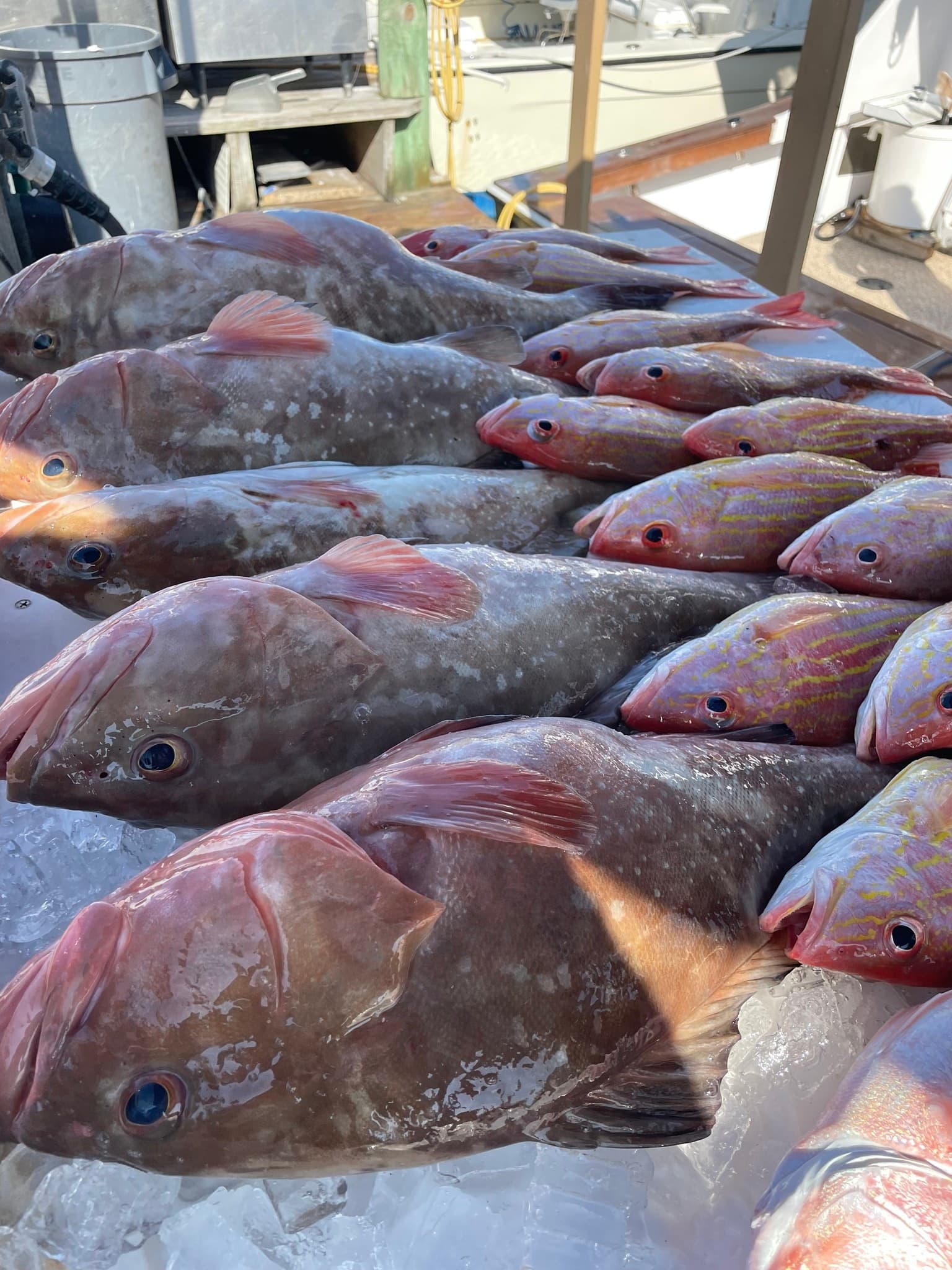Whole grouper catch on ice at marina fish market after charter