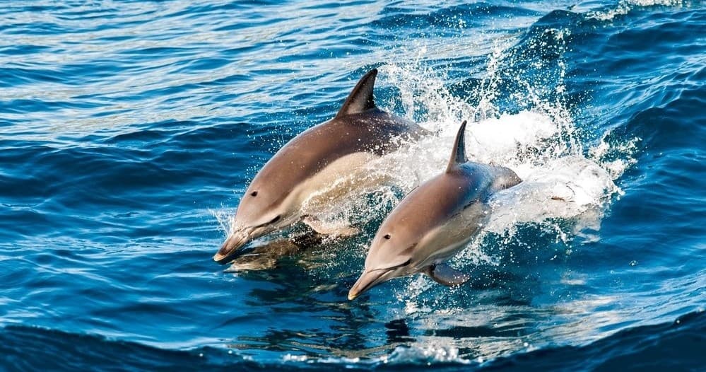 Two dolphins leaping through deep blue ocean waves offshore