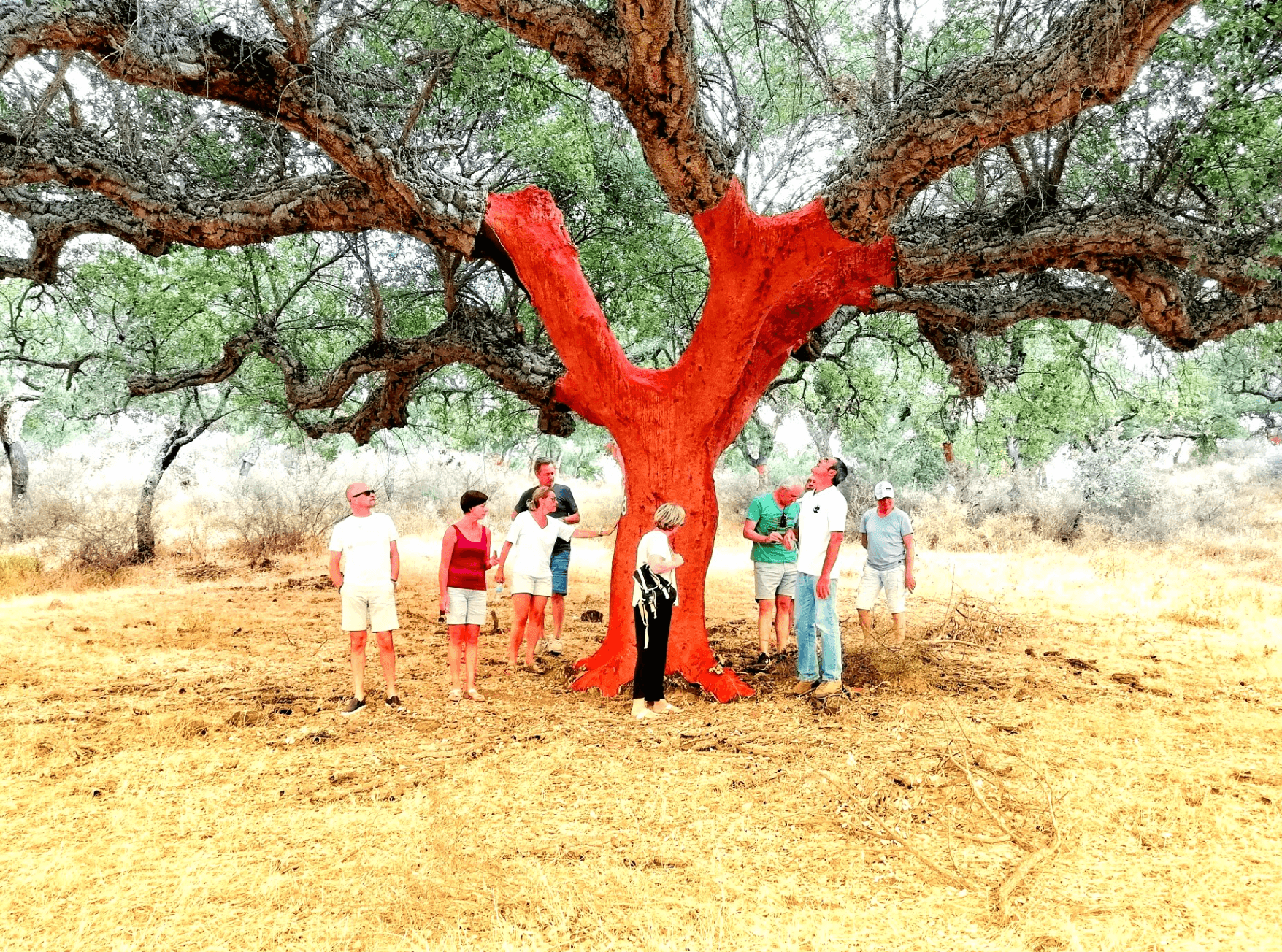 Visitors gathered around harvested cork oak with stripped trunk