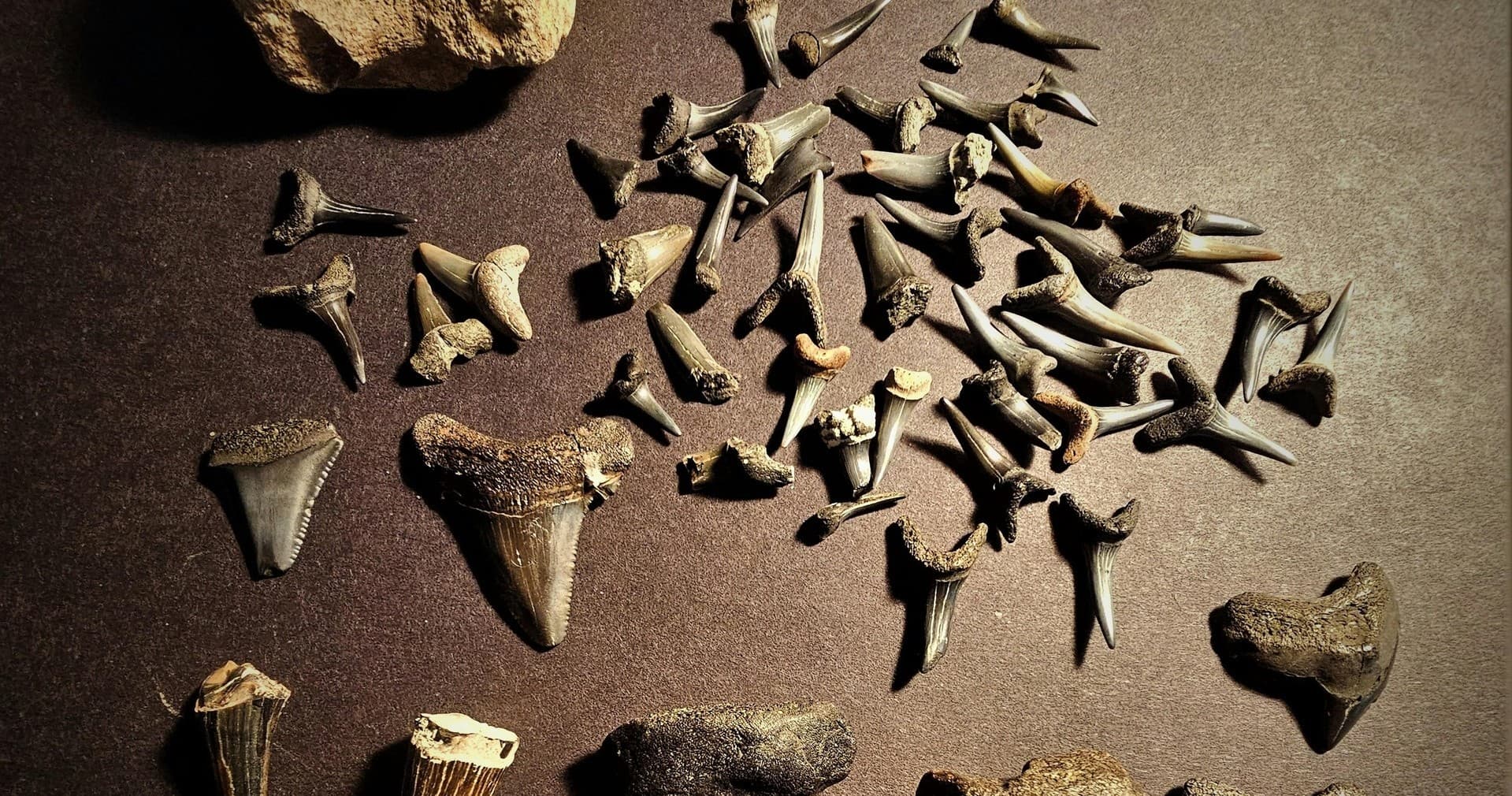 Shark Tooth and Shelling Cruise in Venice FL — 2-Hour Tritoon Adventure