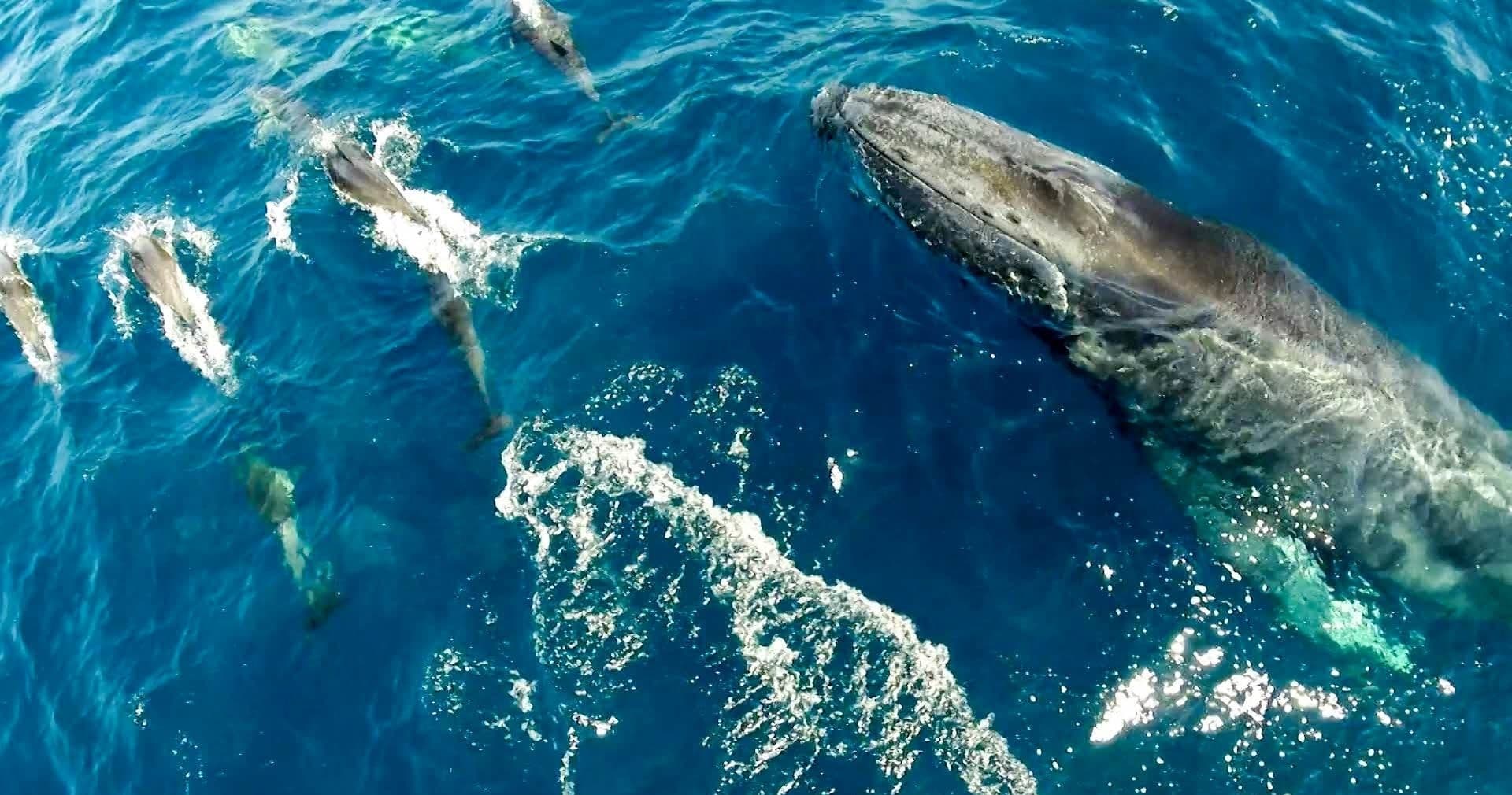 Aerial view of whales and dolphins swimming in deep blue ocean