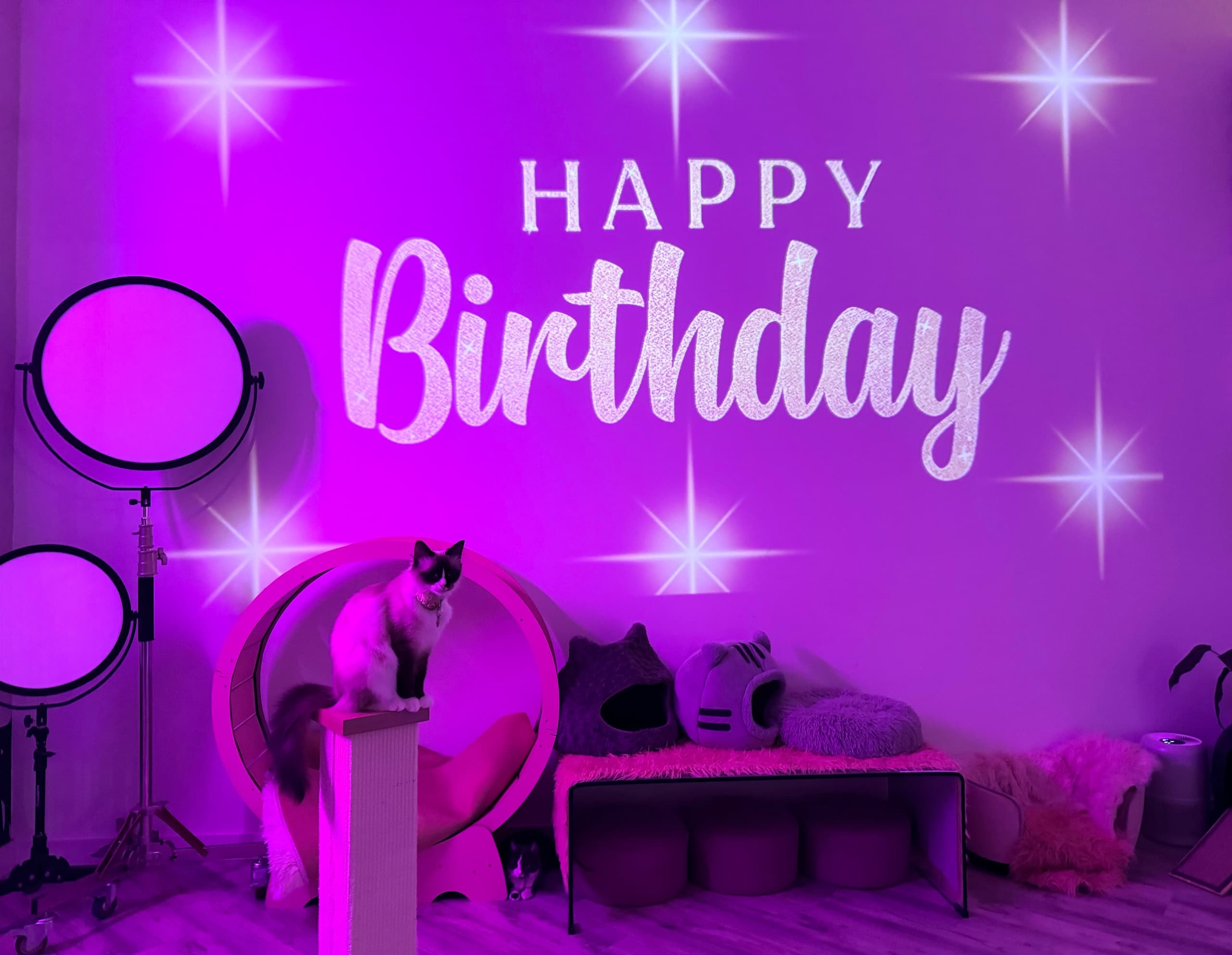 Unique Event Planning at Cat Cafe Maui