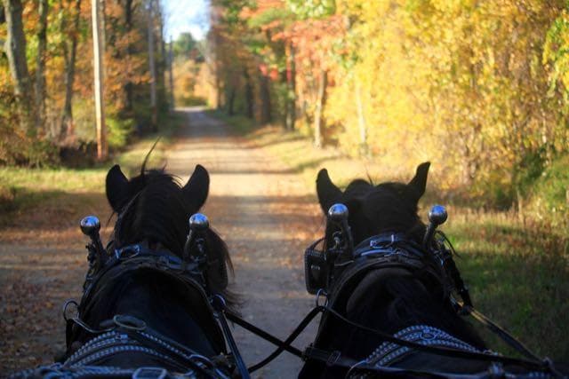 Two carriage horses on tree-lined autumn trail offering scenic ride