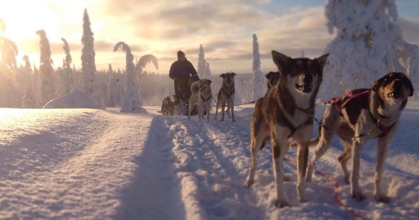 Dog sled team mushing across snowy tundra at sunrise