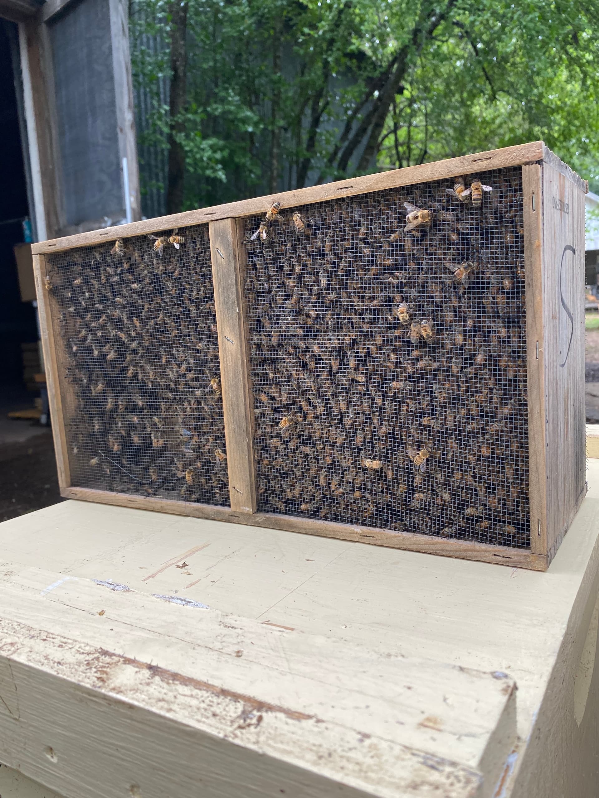 Master Beekeeping with the 2026 BeeWeaver Package in Navasota, Texas
